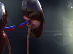 human kidney anatomy 3Dモデル