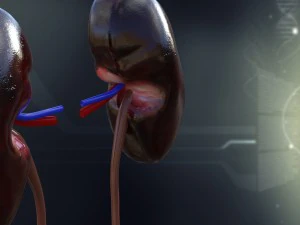 human kidney anatomy 3D Model