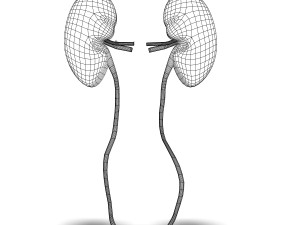 human kidney anatomy 3Dモデル