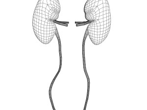 human kidney anatomy 3Dモデル