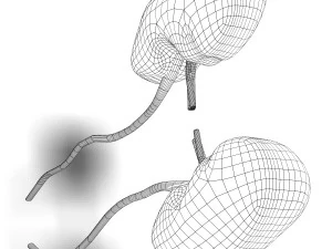 human kidney anatomy 3D Model