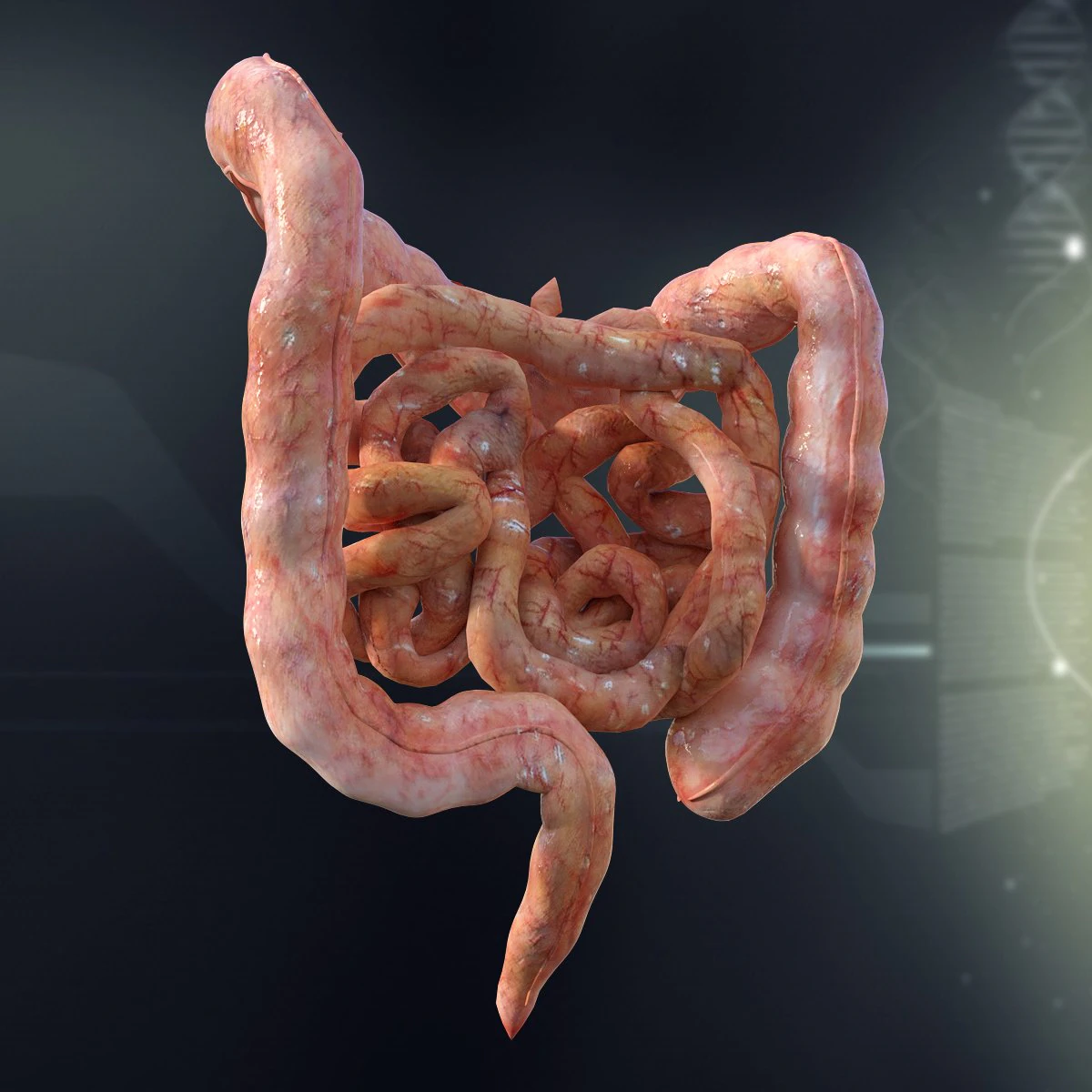 human small and large intestines anatomy 3D Model .c4d .max .obj .3ds .fbx .stl .blend 
