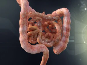 anatomia humana do intestino delgado e grosso Modelo 3D