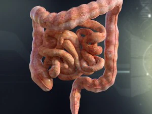 human small and large intestines anatomy 3D Model
