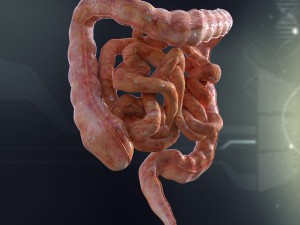 human small and large intestines anatomy 3D Модель
