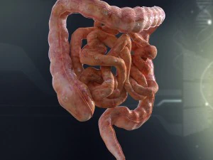 human small and large intestines anatomy 3D Model