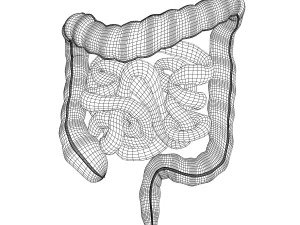 human small and large intestines anatomy 3D Model