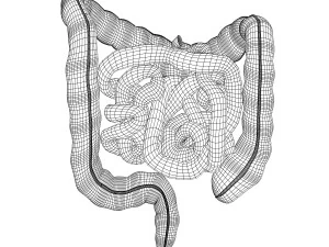 human small and large intestines anatomy 3D Model