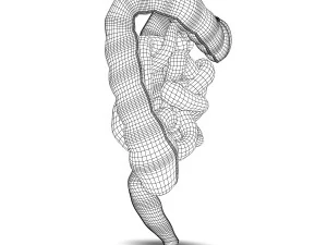 human small and large intestines anatomy 3D Model