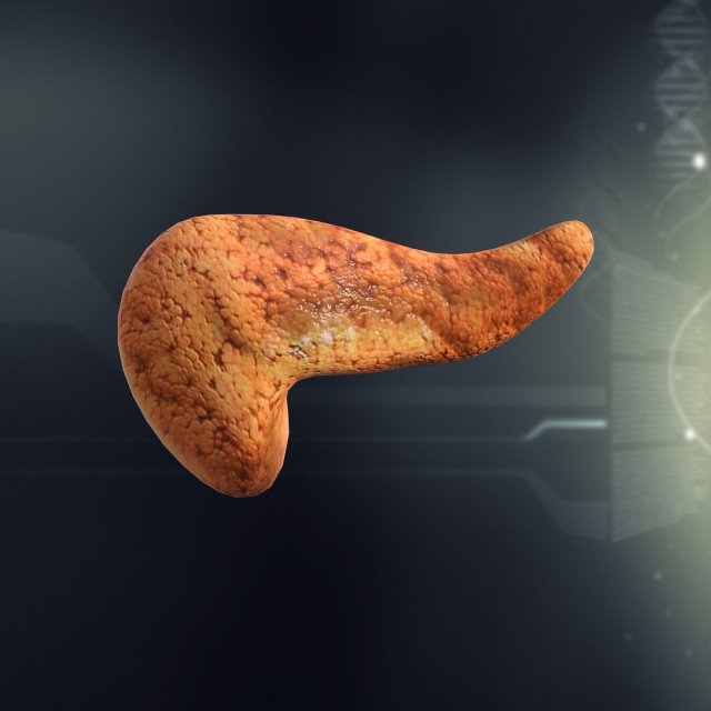 human pancreas anatomy 3D Model .c4d .max .obj .3ds .fbx .stl .blend 