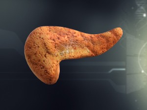 human pancreas anatomy 3D Model