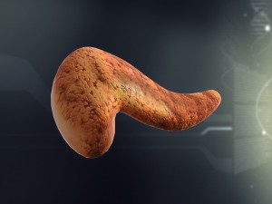 human pancreas anatomy 3D Model