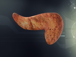 human pancreas anatomy 3D Model