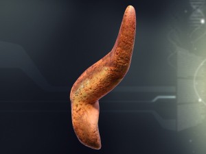 human pancreas anatomy 3D Model