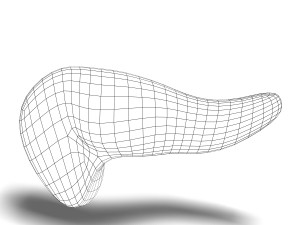 human pancreas anatomy 3D Model