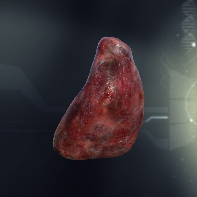 human spleen anatomy Model 3D .c4d .max .obj .3ds .fbx .stl .blend 