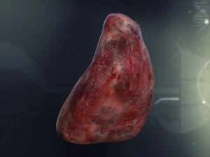 anatomie van de menselijke milt 3D Model