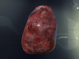 human spleen anatomy Model 3D
