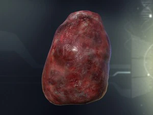human spleen anatomy 3D Model