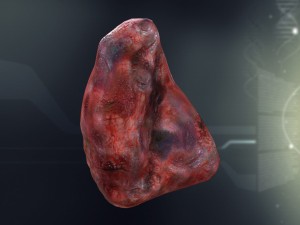 human spleen anatomy Model 3D