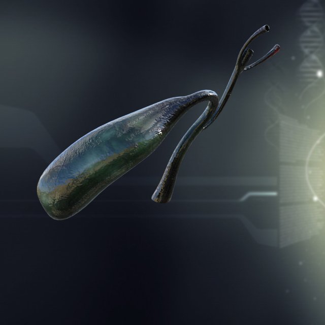 human gall bladder anatomy Model 3D .c4d .max .obj .3ds .fbx .stl .blend 