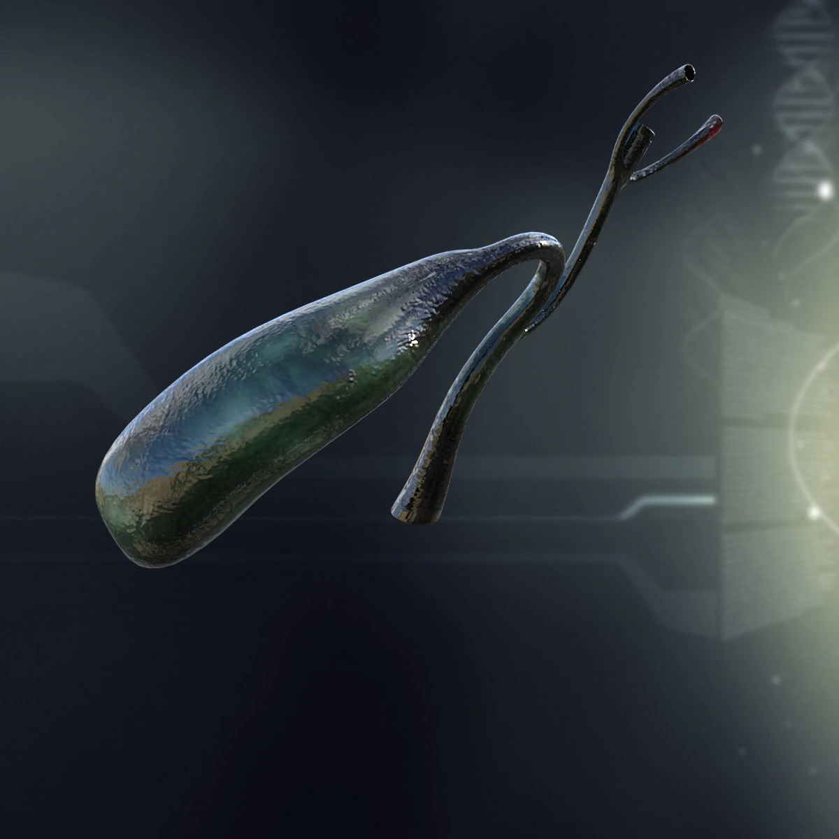 human gall bladder anatomy 3D Model .c4d .max .obj .3ds .fbx .stl .blend
