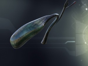 human gall bladder anatomy Modèle 3D