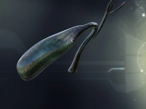Anatomie der menschlichen Gallenblase 3D Modell