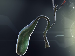 human gall bladder anatomy Model 3D