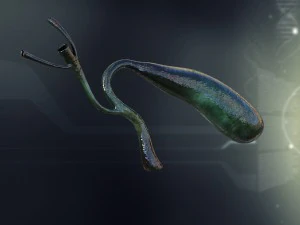 human gall bladder anatomy 3D Model