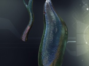 human gall bladder anatomy Model 3D