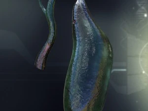 human gall bladder anatomy 3D Model