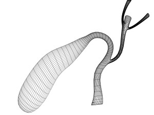 human gall bladder anatomy Model 3D