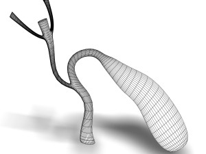 human gall bladder anatomy Model 3D