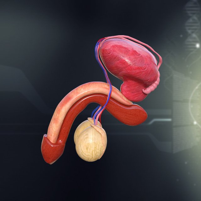 human male organ anatomy 3D Model .c4d .max .obj .3ds .fbx .stl .blend 