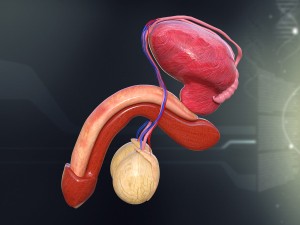 human male organ anatomy 3D 모델