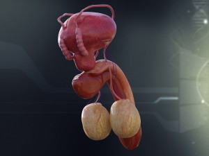 human male organ anatomy 3D Model