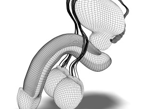 human male organ anatomy 3D Model