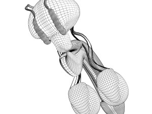 human male organ anatomy 3D Model