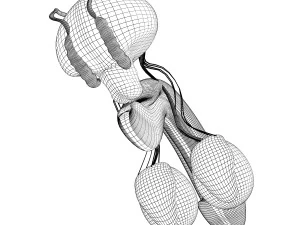 human male organ anatomy 3D Model