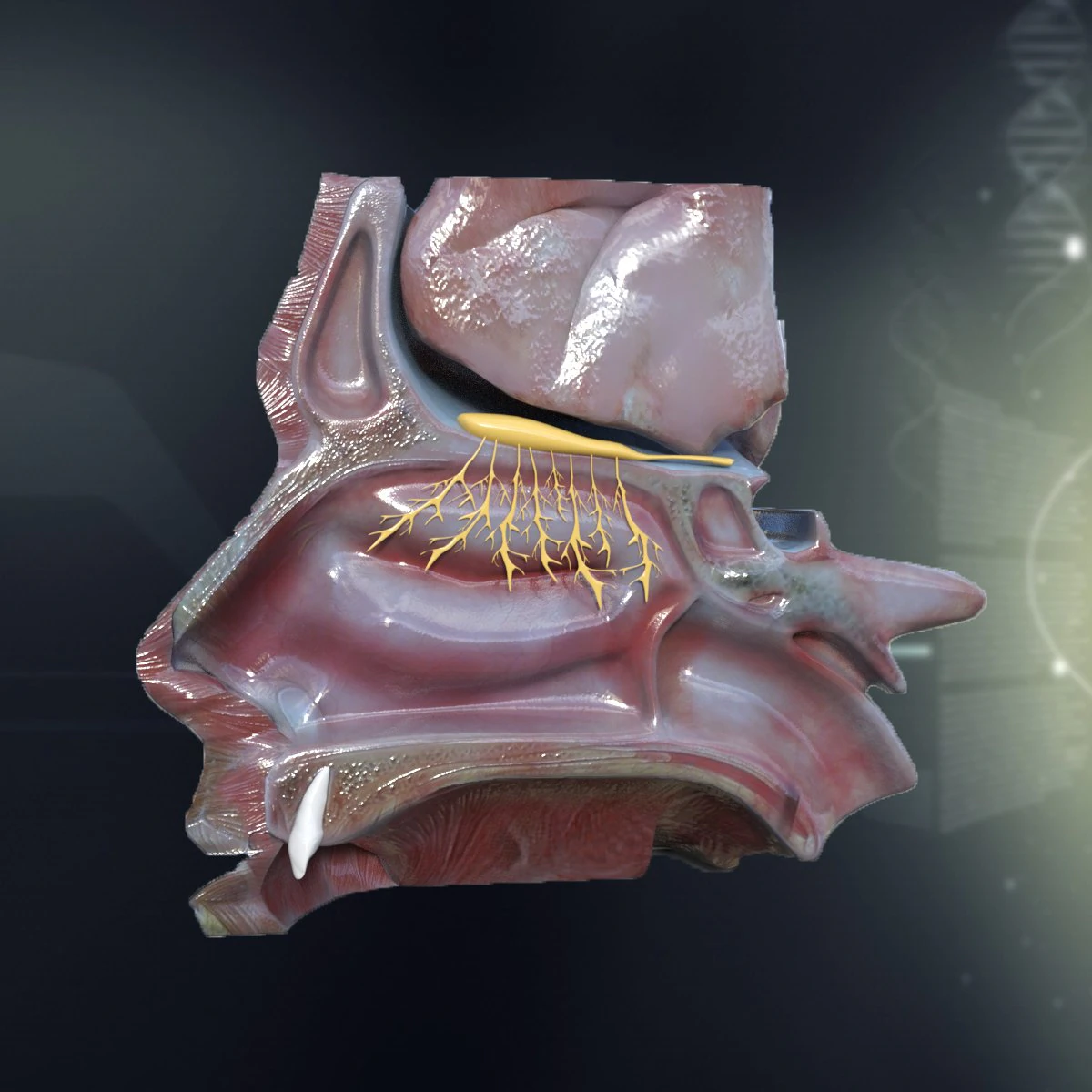 human nose anatomy 3D Model .c4d .max .obj .3ds .fbx .stl .blend 