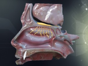 human nose anatomy 3Dモデル