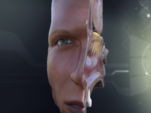 human nose anatomy 3D 모델