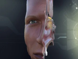 human nose anatomy 3D Model