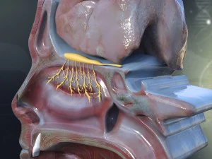human nose anatomy 3D Model