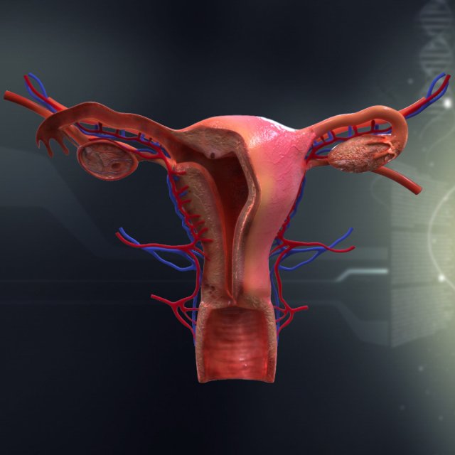 human female organ anatomy Modelo 3D .c4d .max .obj .3ds .fbx .stl .blend 