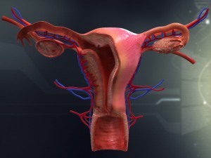 human female organ anatomy 3D Model