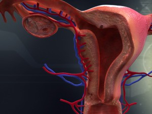 human female organ anatomy Modelo 3D