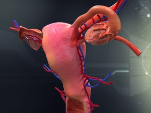 human female organ anatomy Modelo 3D