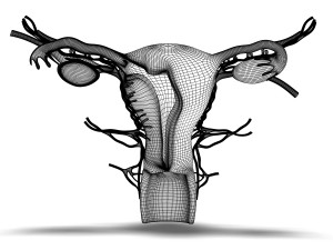 human female organ anatomy Modelo 3D